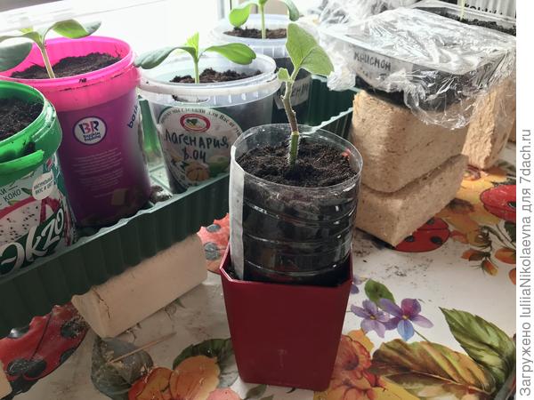 Срощенному баклажану- срощенный стаканчик