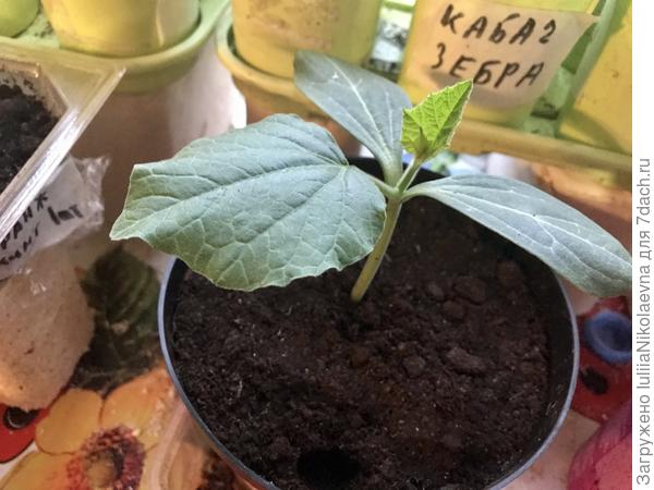 Лагенария. 7.04 замочила, 8.04 посеяла. 13.04 взошла в общей плошке, 15.04 пересадила в литровое ведерко