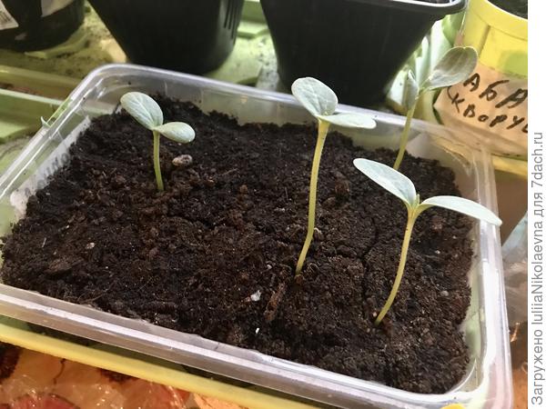 Арбузики. Ох и тянутся. 13. 04 замочила на ночь. Утром посеяла. Шуга Бейби взошли  17.04, Оранж Кинг взошёл 20.04