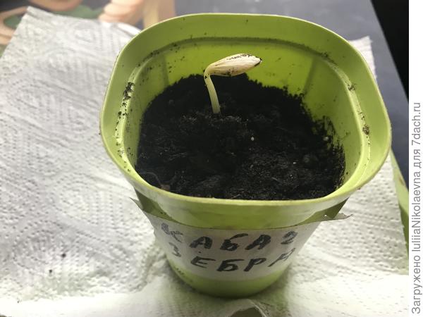 19.04 посеяла. Утром сегодня вылезла первая Зебра