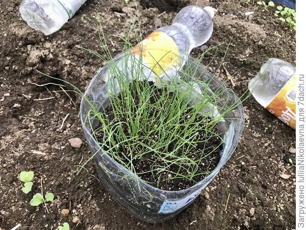 Рассада лука