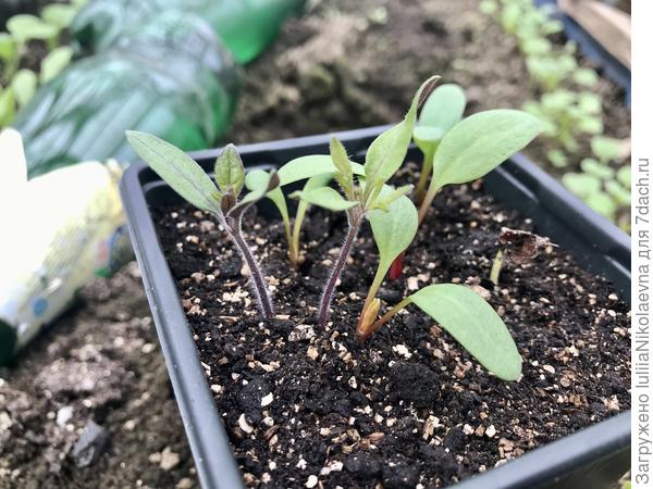 Вот интересный экземпляр. Это рассада ревеня. Грунт использовала из тех стаканчиков, где не взошли томаты. Так они всё же решили взойти при такой-то температуре! Вполне можно зимой томаты в теплицу семенами сеять😂