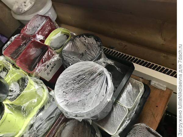 Вот мой «роддом»🙂 У радиатора на столике, в ожидании всходов, стоит вся моя бахча: дыни, арбузы, тыквы, кабачки. Как кто вылез- тащу под лампу. Нам у меня просто комнатная температура