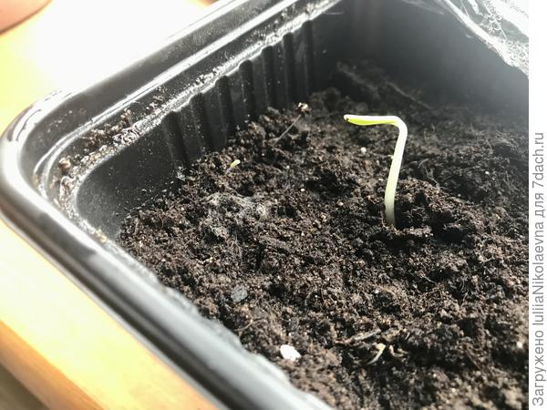 Майорка в 0,7 стаканчике.  Посеяна 20.04. Вылезла 23.04. Домик занят!😂