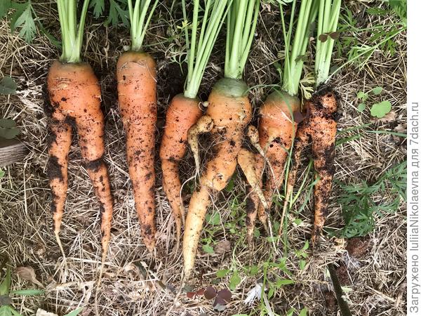 Вот такая 25 июня