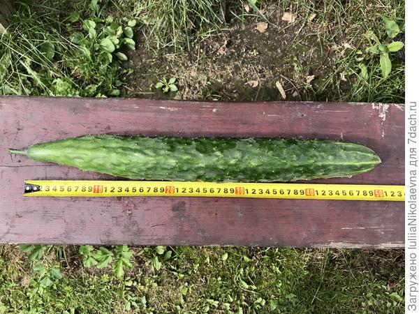 Полметра зелёной радости