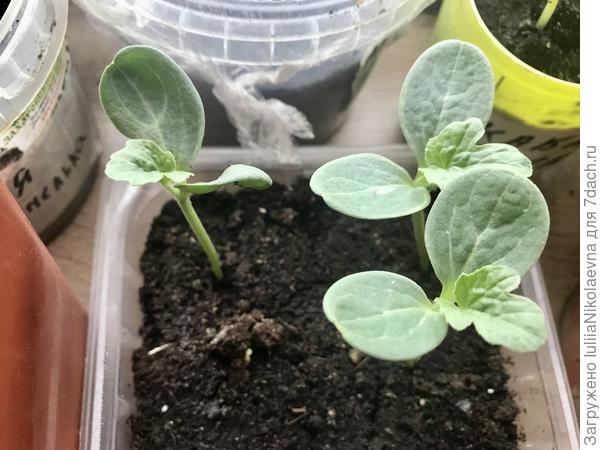 Арбузы на тонких ножках. Завтра-послезавтра попробую привить. Одну хочу в боковой разрез под семядоли лагенарии. Три уколом