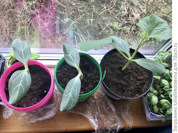 У меня 5 лагенарий. Четырём головы отвернула. Одну попробую вырастить, как самостоятельное растение