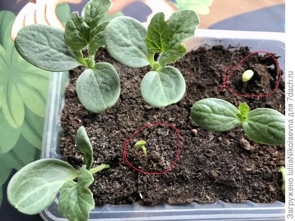 Эти арбузы готовятся к прививке на корни лагенарии. Посеяла 13.04. Четверо взошли 17. 04. А сегодня вылезли ещё 2. Через 10 дней после своих братьев