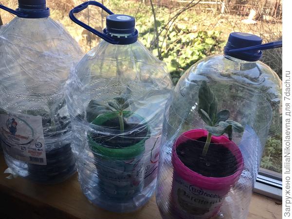 Привитыши в бутылках