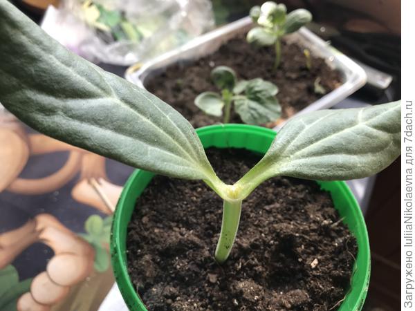 У лагенарии голова была удалена 3 дня назад. Ранка затянуластэ