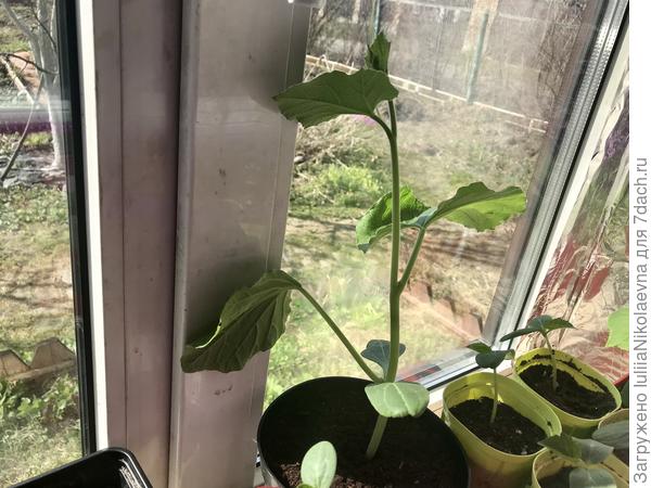 Эту лагенарию хочу выращивать, как самостоятельное растение. Но без досветки она за три дня очень вытянулась, а я это только сейчас заметила