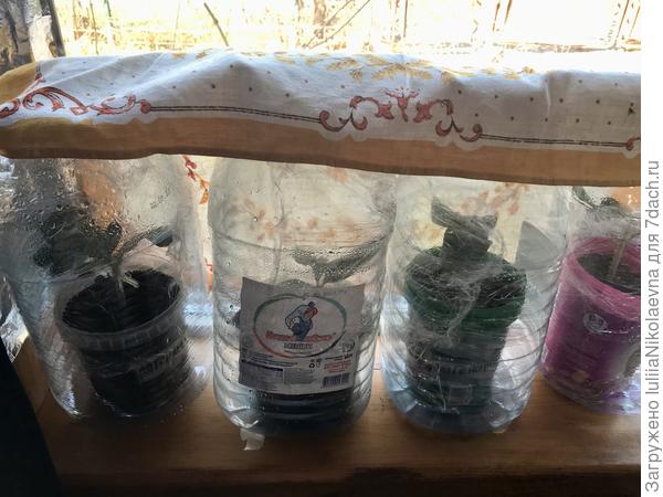 Подоконник западный. Солнце придёт вечером. Прикрыла их салфеткой, притенила