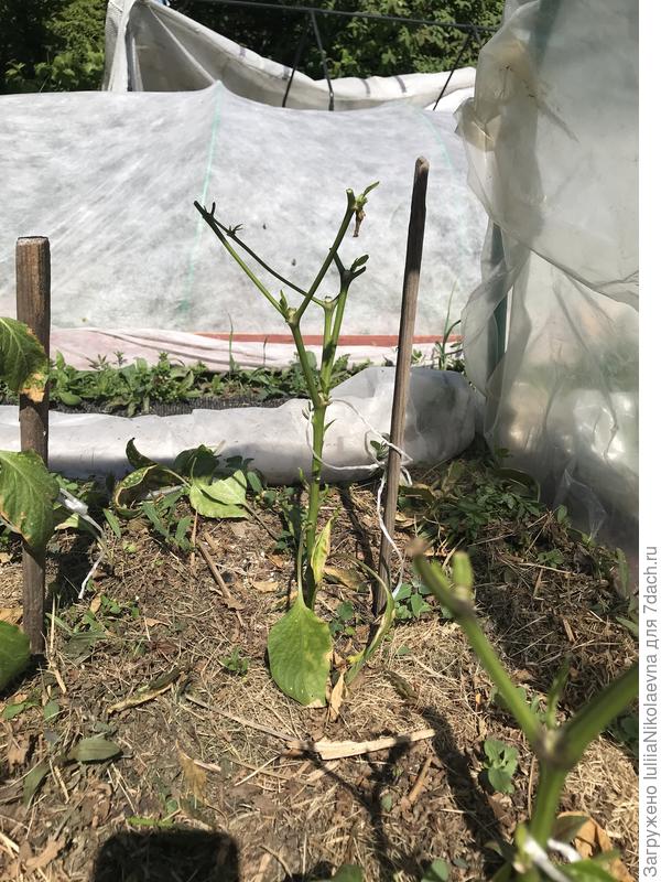 Вот такие после мороза в июне