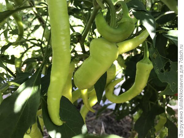 Вот такие они же в августе