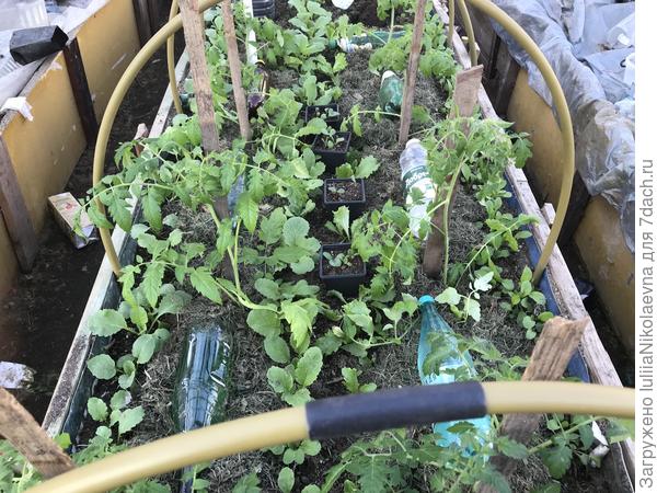 Томаты первопроходцы. Среди редиски, рукколы, салата и рассады ревеня