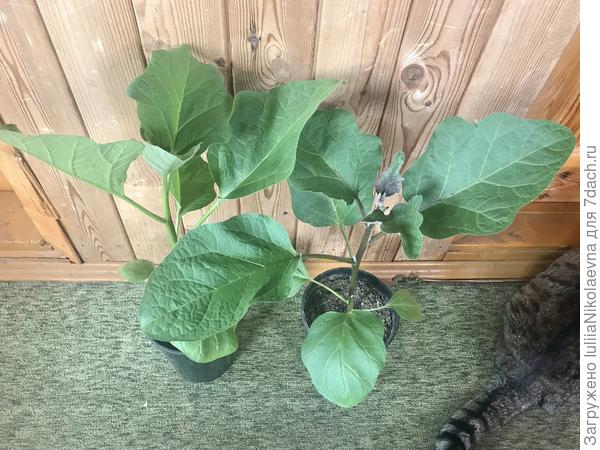 Бомбовозы. Возраст два месяца