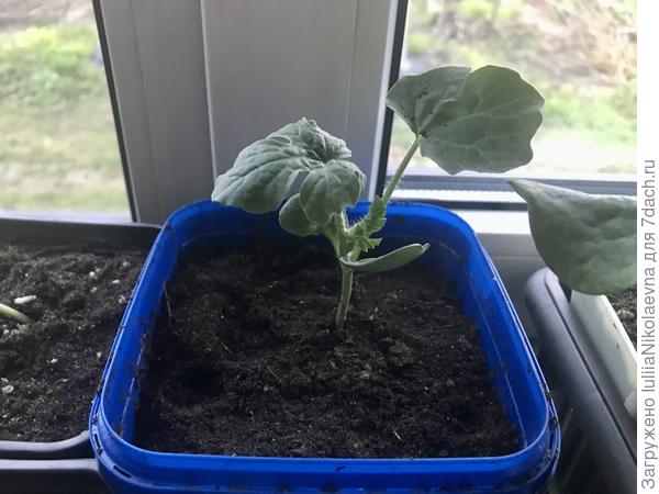 Арбузик в отдельной квартире, после варварской пересадки🙂