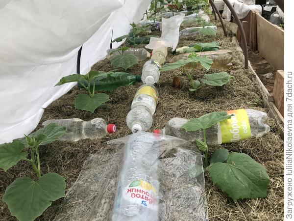 1 мая высадила в теплицу 11 перцев, 12 огурцов и 8 томатов. Всё по дугам накрыла лутрексом и пленкой.  Я в них верю, что не замерзнут! Куда ж им деваться? А то пока весны ждёшь, уже и Новый Год наступит😜