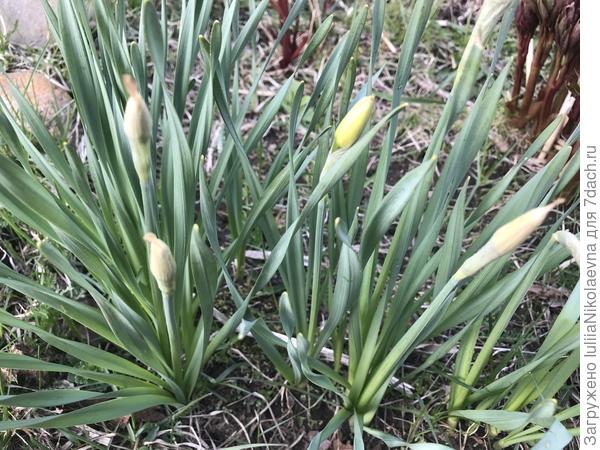 Нарцисс спятил😂 Видно на календарь ориентируется. А не на погоду