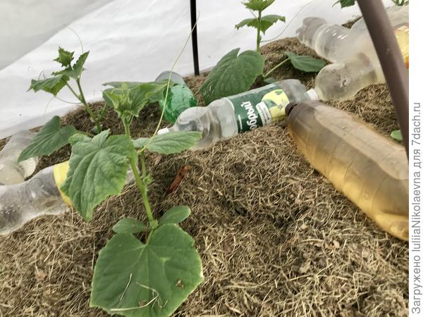 Живые, как не странно🤪. Это уже будет четвёртая ночь в минус 2 и 3 градуса