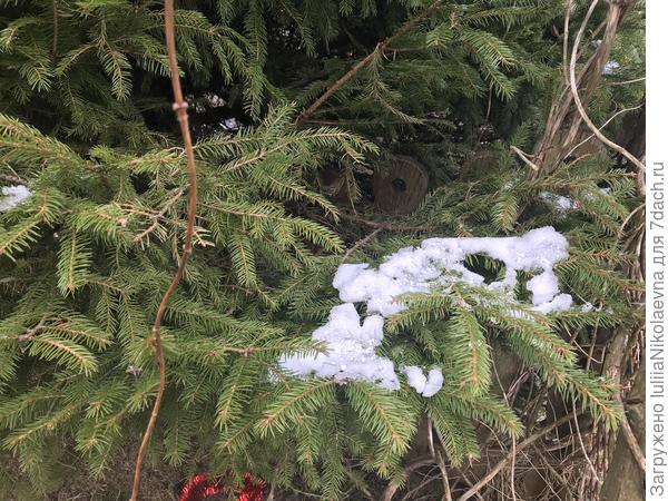 Из зелени только ёлка