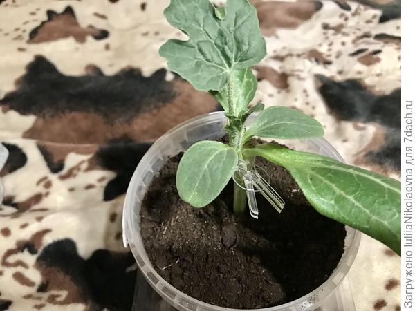 Вот с прищепкой в боковой разрез. Завтра, наверное, уже сниму и фумкой замотаю.