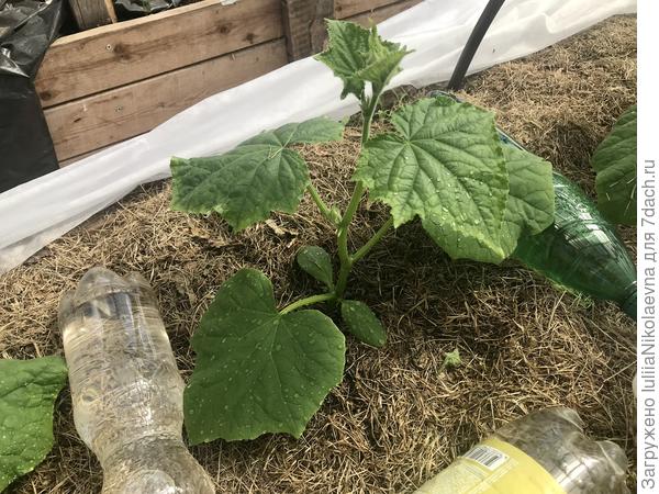 Морозоустойчивые огурцы🙂