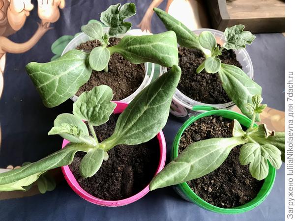 Воть ☺️ Все четверо привитых живы. Сегодня первый день без каких либо тепличек и притенений