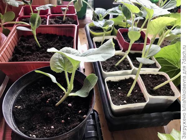 Эти на холодной веранде