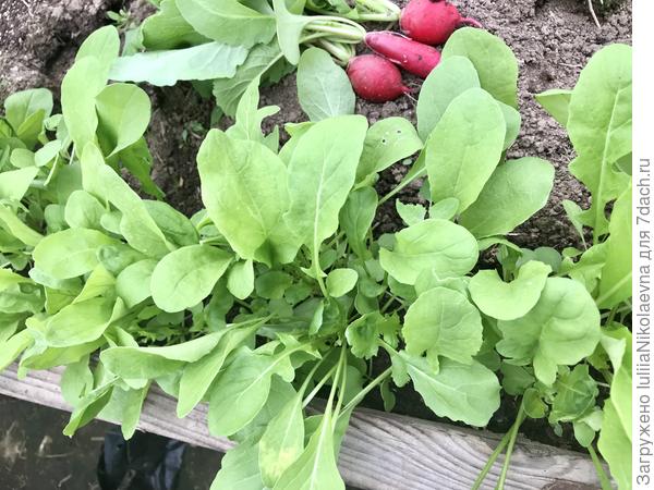 Руккола. Отлично растёт! Уже два раза продергивала