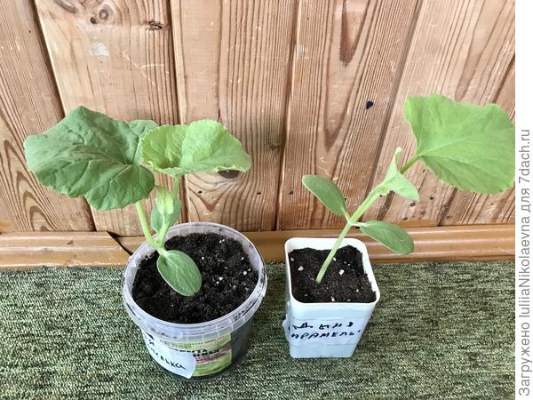 Вот. Сорт один. Дыня Карамельная. Левая вполне приличная для своих «лет», а правая вытянулась, того и гляди свалится. Дурочка какая-то🤷‍♀️