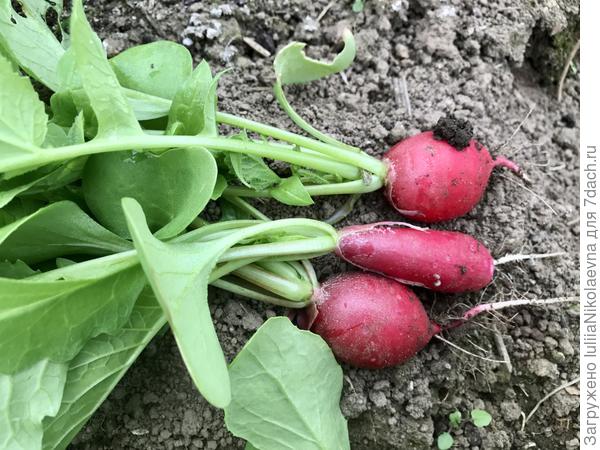 Вот моя экспериментальная редиска, что рассадой сажала. Способ имеет право жить! Беру его в свою копилку