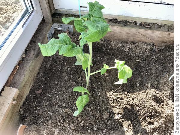 Гном Картофельная Гадюка. Лера семена прислала