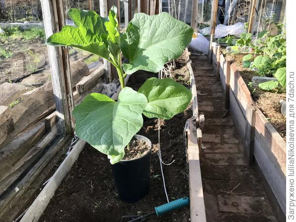 Бомбовозище😜