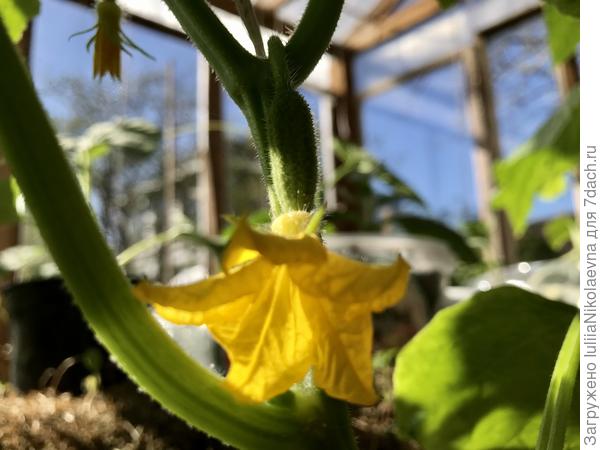 Вот и зацвели мои Конни🙂 Не долго уже ждать первый урожай.