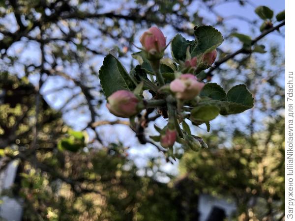 Скоро и яблоньки зацветут
