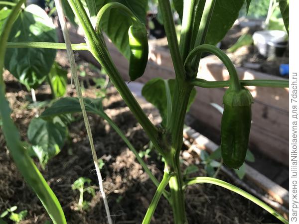 Начали завязываться перцы из первой партии
