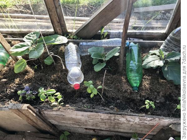 Вот эти трое привитые на томатные корни.