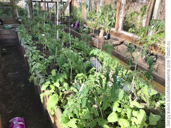 На центральной грядке с томатами получился лес густой