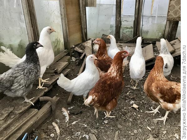 4 Белых, 4 рыжих, одну с серой шейкой и одну серенькую