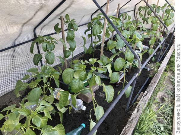 Высадила их в старенький парник. У него только одна стенка нормальная, а противоположная разодралась вся. Ну, может и такое укрытие всё же лучше, чем никакого