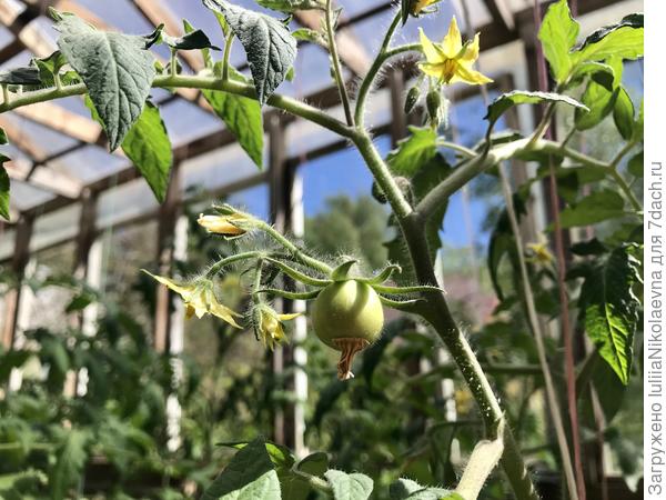 22 мая. Томаты из подснежного посева начали завязываться