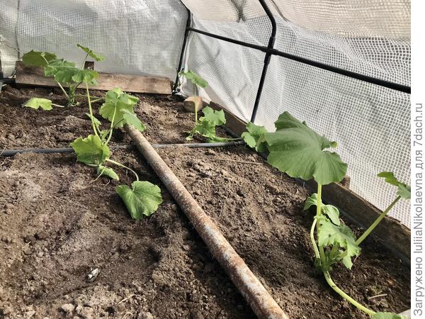 6 штучек получилось