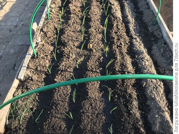 Высадила рассаду эксибишена.