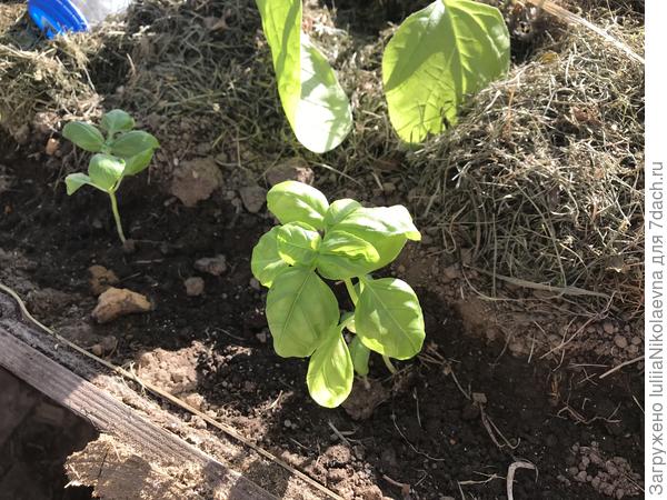 А это из микс-пакета. Вполне приличный. И вовсе не обязательно его пикировать по отдельным плошкам. Он и так нормально себя чувствует