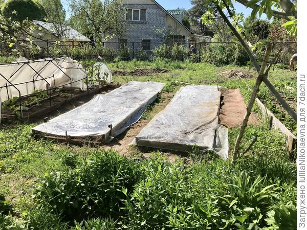 Рассада у меня так себе. Планирую 10 арбузов и 12 дынь