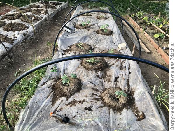 Общий вид. 11 штук дожили до момента высадки. Самыми живучими оказались самые простые: Сахарная молния и Шуга Беби