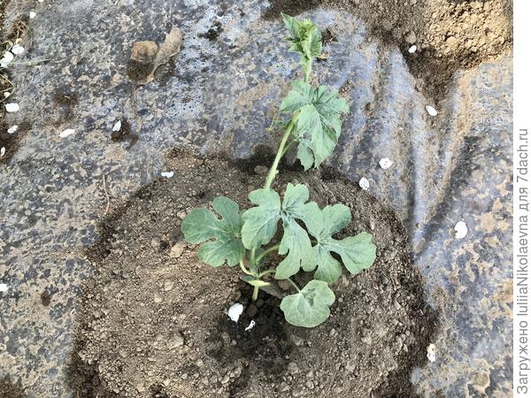 Шуга на своём корне