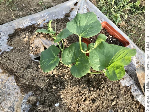 Размер имеет значение. Эта росла в горшке 3 литра. Листьев нарастила аж 8 штук. При высадке прищипнула после шестого листа